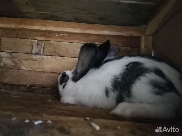Кролики на племя