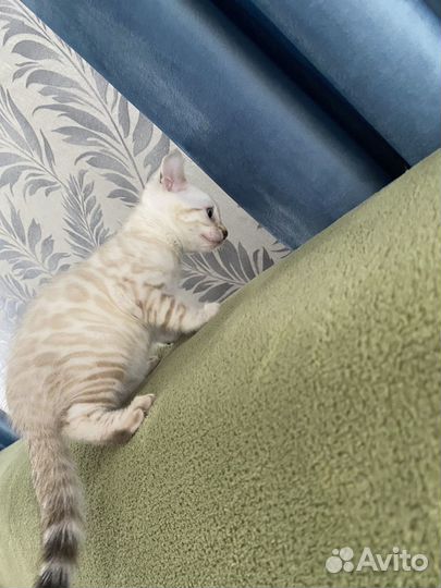Бенгальские котята