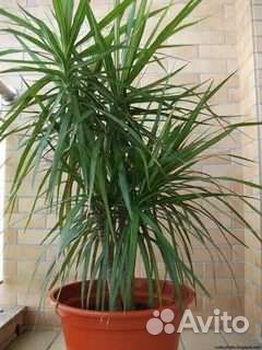 Драцена (комнатная пальма)