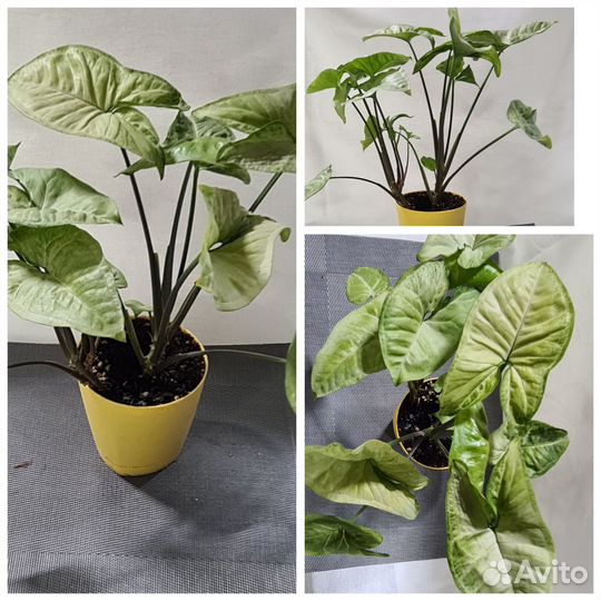 Комнатные растения, Аихризон, Сингониум