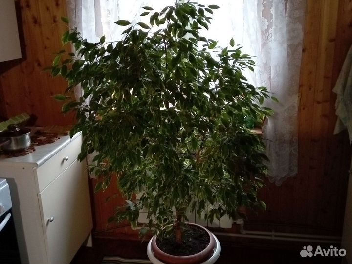 Бенджамина