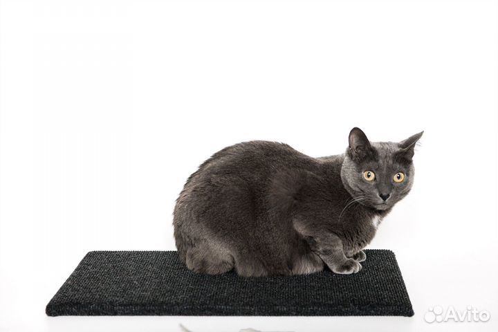 Когтеточка для кошек