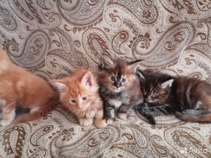Мейн-кун котята