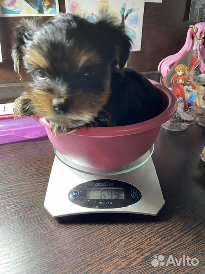 Йоркширский терьер щенки девочки