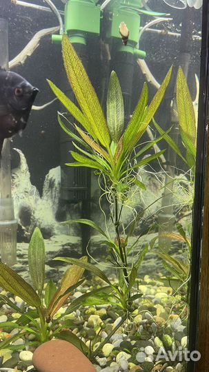 Эхинодорус макрофилус