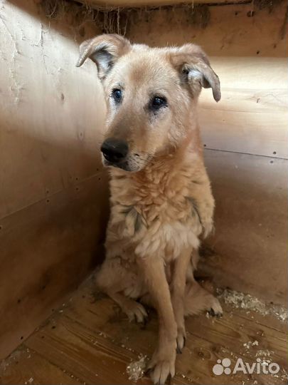 Старый приютский пёс ищет дом на доживание