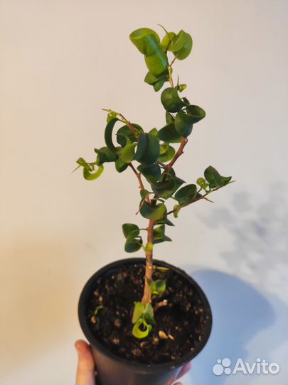 Фикус барок