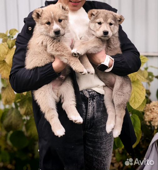 Щенки Алабая