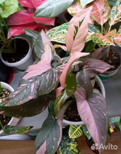 Сингониум Ред Спот