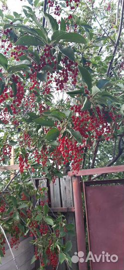 Саженцы фундука, жимолости, смородины