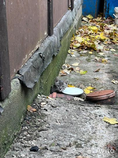 Кошечка в добрые руки