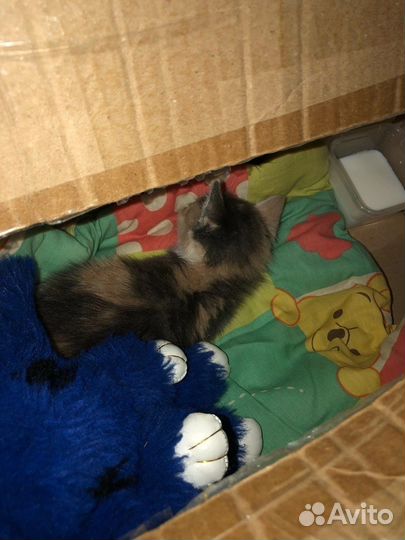 Котик в добрые руки