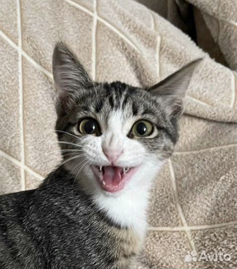 Котенок девочка