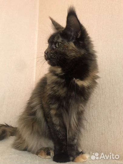 В добрые руки кошечка мейнкун