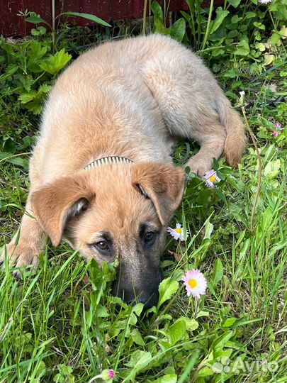 Щенок мальчик Оскар 3,5 мес