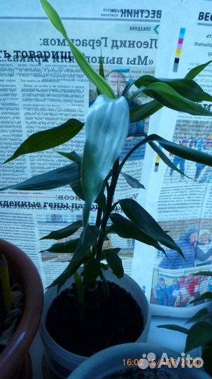 Драцена Сандера