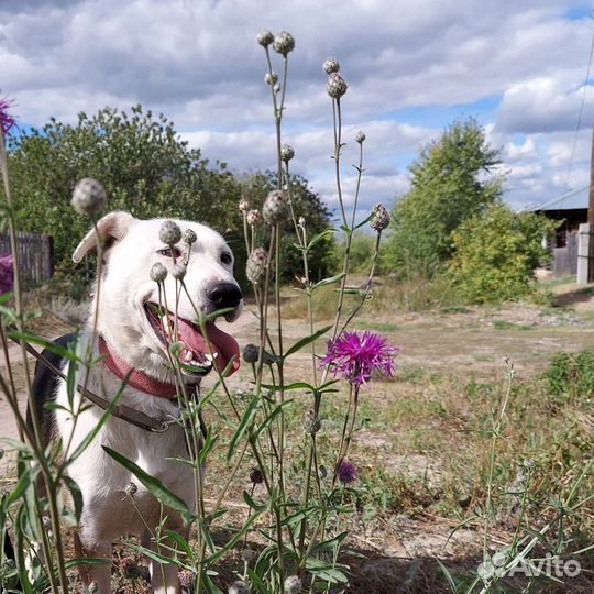 Собака Бобби