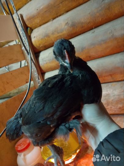 Куры молодки