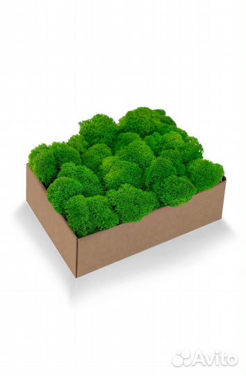 Стабилизированный мох