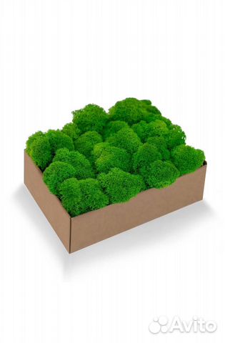 Стабилизированный мох