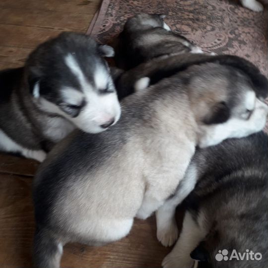 Щенки маламута