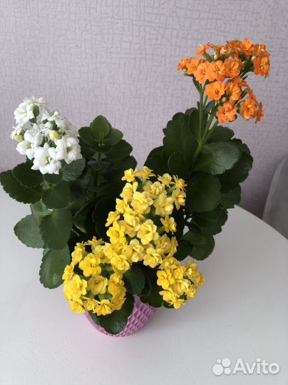 Каланхоэ