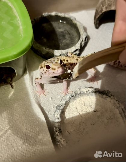 Ящерица эублефар