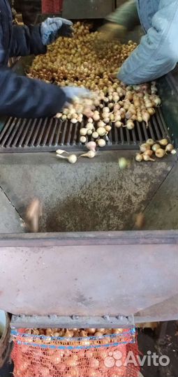 Лук севок 2 группа отправка ТК ч