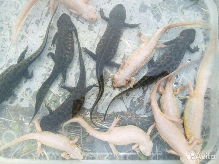 Тритон золотой испанский