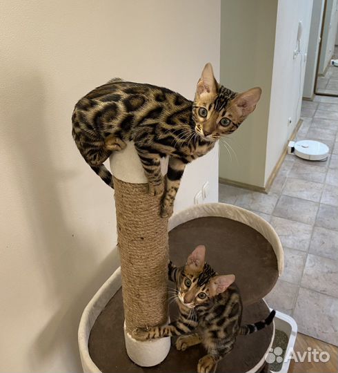 Бенгальские котята