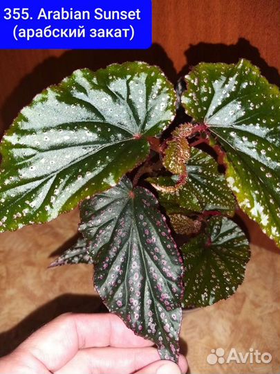 Кейн бегонии