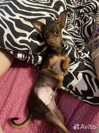 Вязка той-терьер мальчик