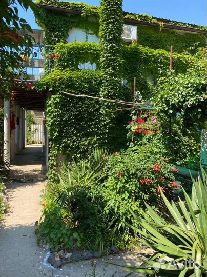 Девичий виноград вичи