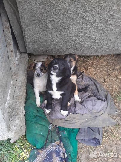 Щенки заботливым хозяивам