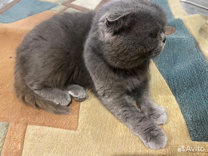 Шотландская кошка