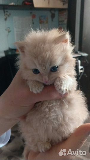 Персидская