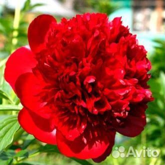 Пионы, гортензии и многое другое