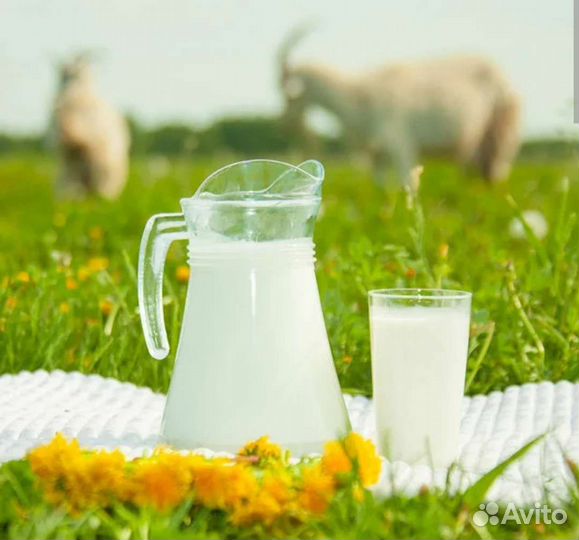 Козье молоко, творог, сыр Моцарелла и Российский