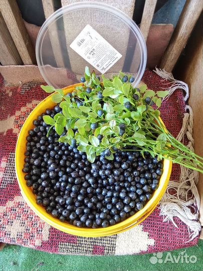 Продам чернику