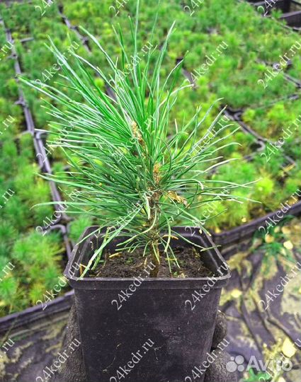 Сибирский кедр. Саженцы