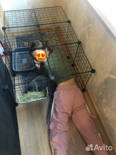 Кролик декоративный вислоухий