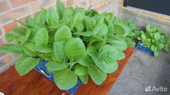 Рассада табака