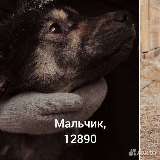 Собака в добрые руки