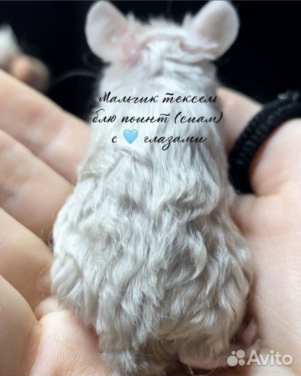 Мышь тексель