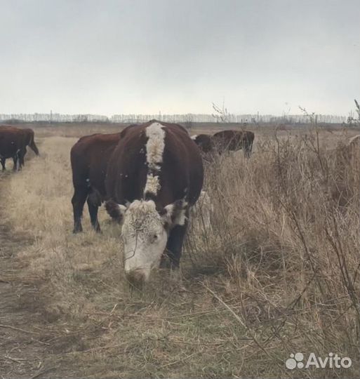 Корова герефорд