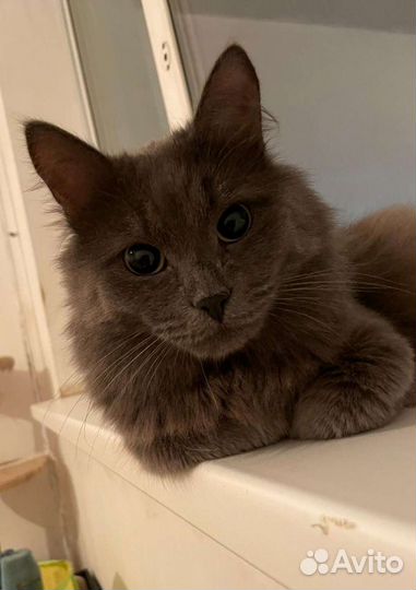 Майкл ищет дом