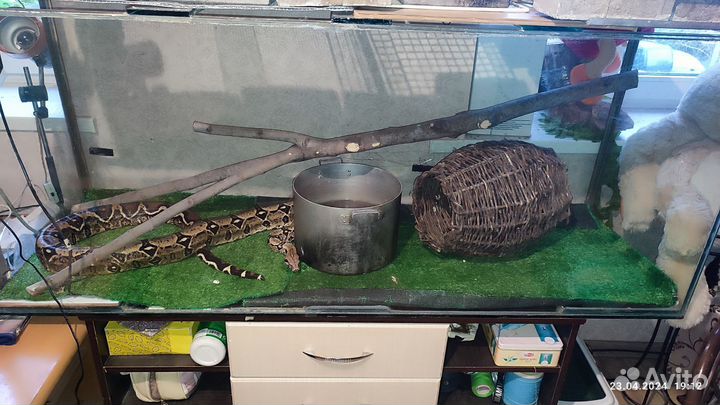 Императорский удав