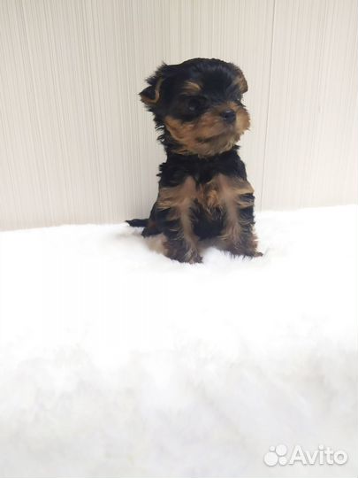 Йорк мальчик