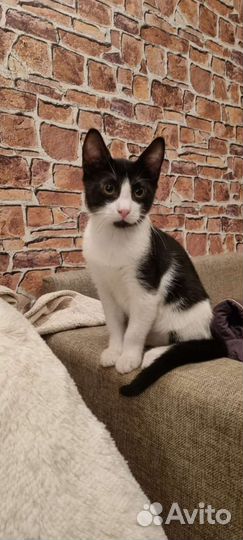 Котенок