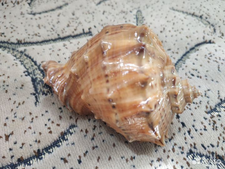 Ракушка рапана